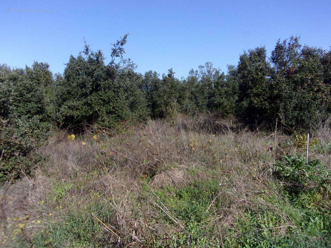 Terrain à SAINT-PONS-DE-MAUCHIENS