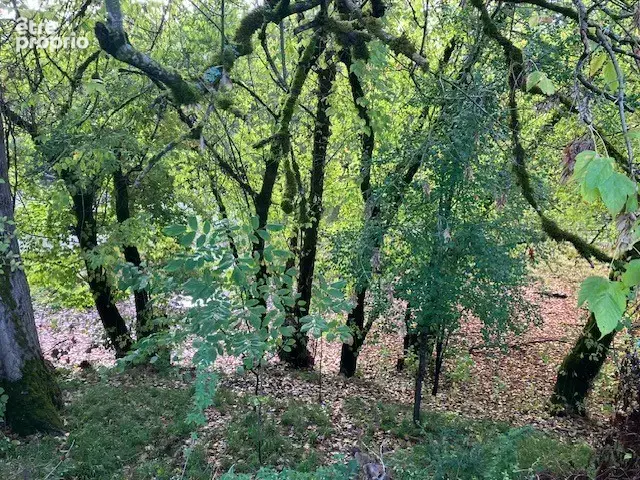 Terrain en bord de la Dordogne à Pechs-de-l'Espérance - 6370m2 - photo 4