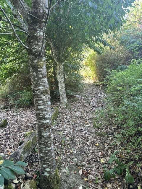Terrain avec garage avec CU.  2098 m2 - photo 3