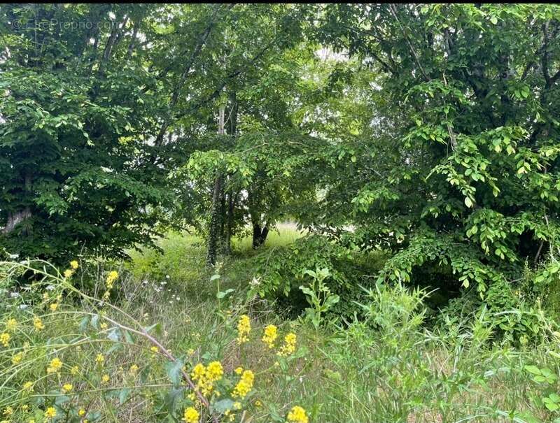 Terrain à FONDETTES