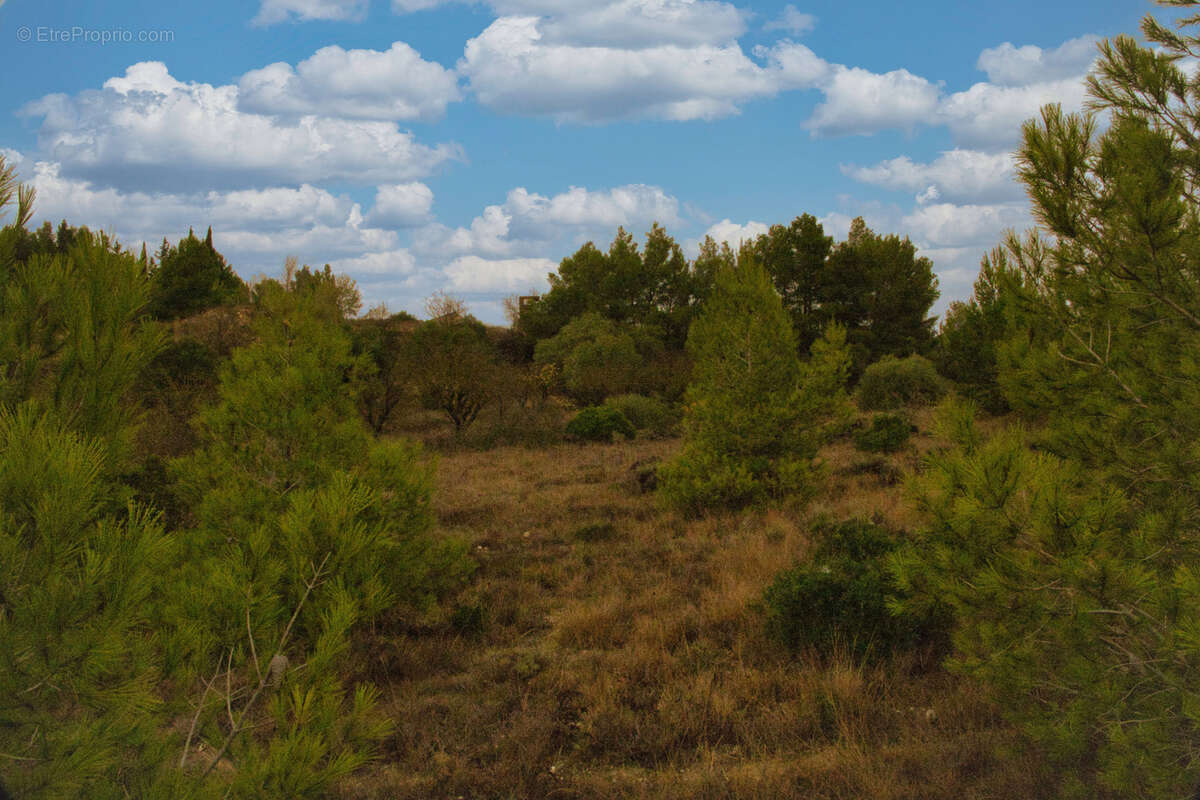 Terrain à SALLES-D&#039;AUDE