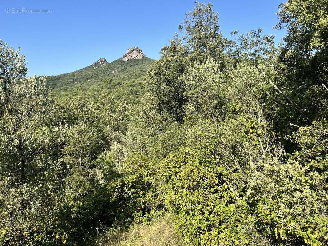 Olivette à Monoblet - photo 10