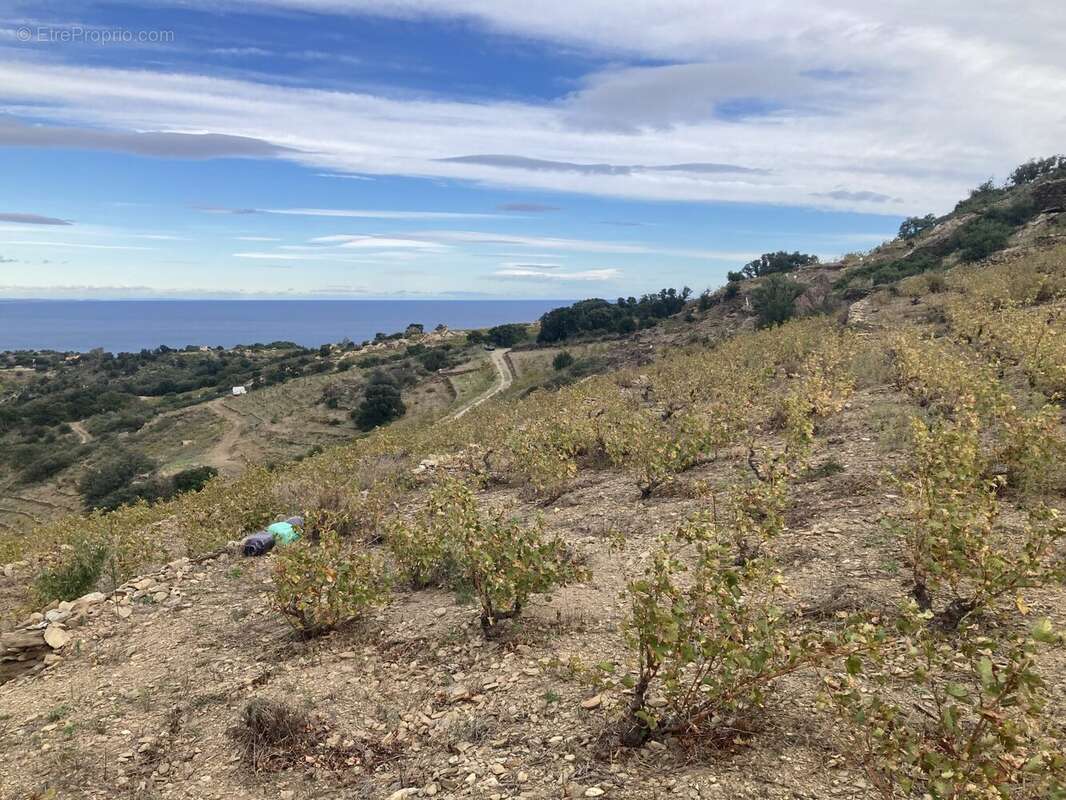 Terrain à COLLIOURE