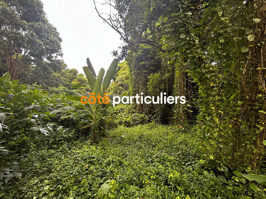 Terrain à SAINTE-ROSE