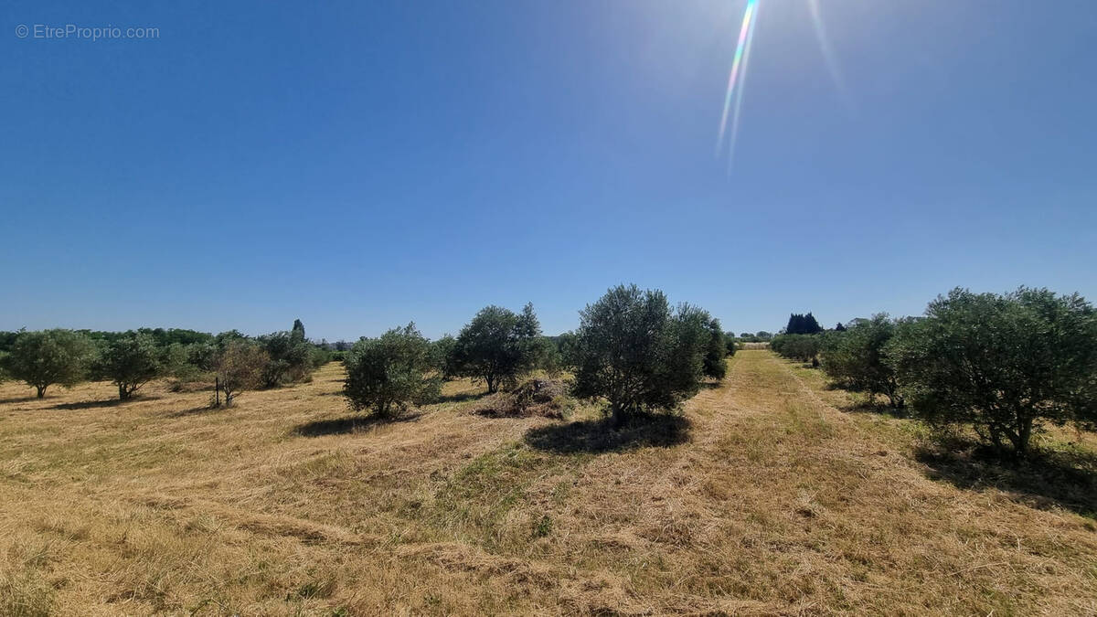 Oliveraie de 1,04 hectare avec 250 oliviers Lucques en production - photo 2