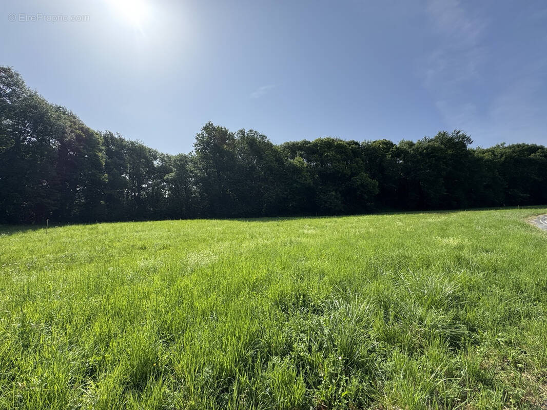 Terrain à MAZAMET