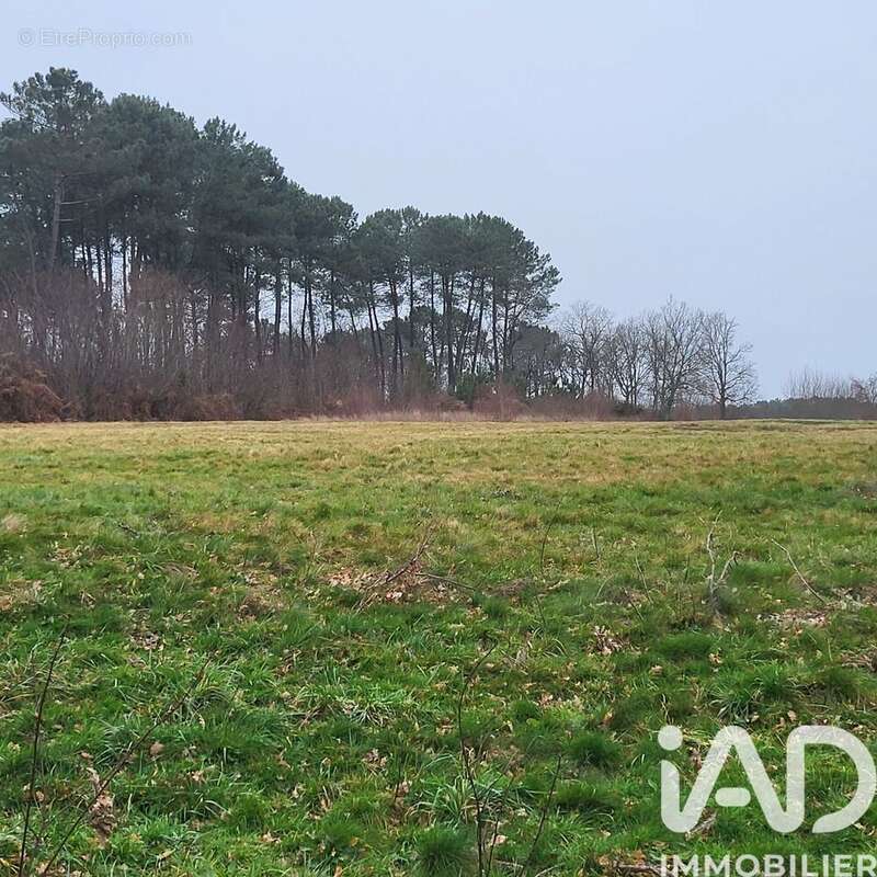 Photo 7 - Terrain à BAZAS