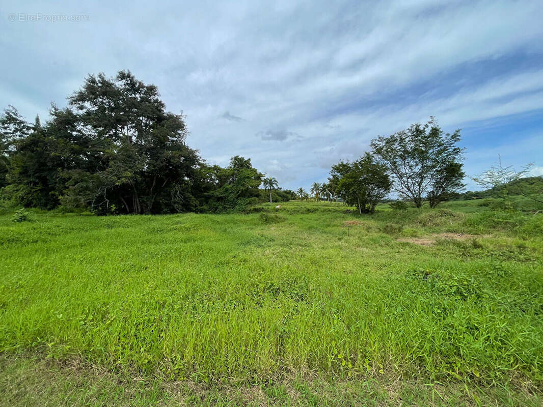 Terrain à PETIT-BOURG