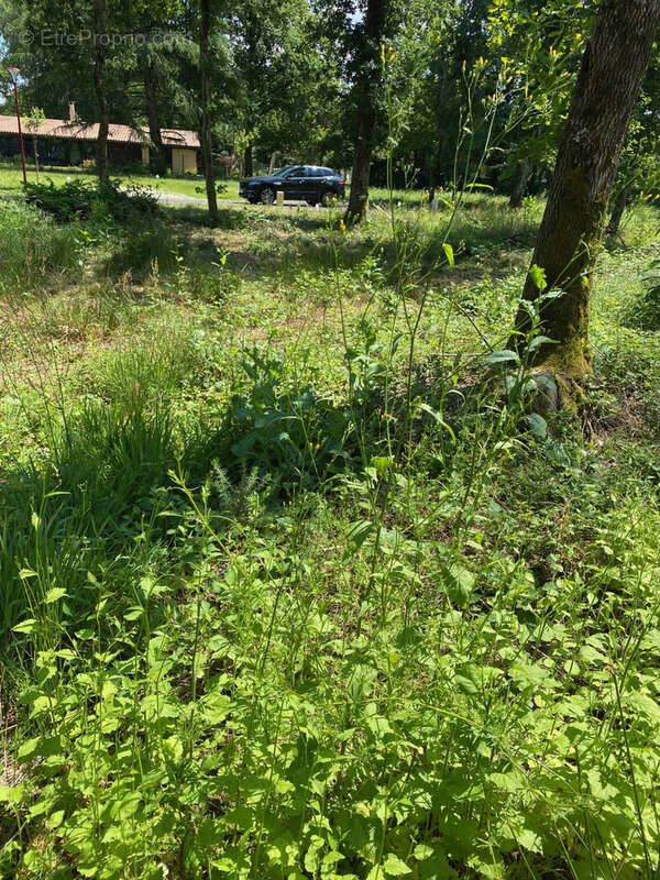 Terrain à MARGAUX