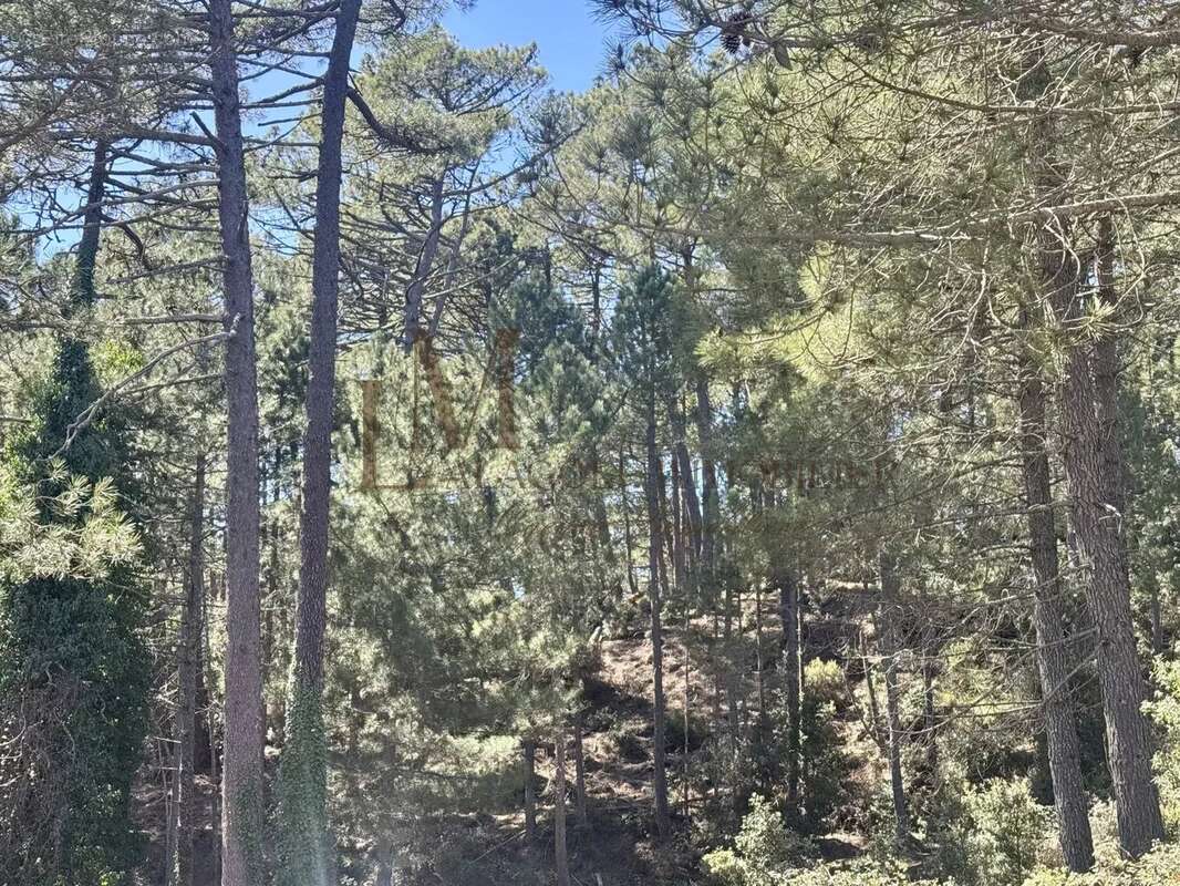 Maison à PORTO-VECCHIO