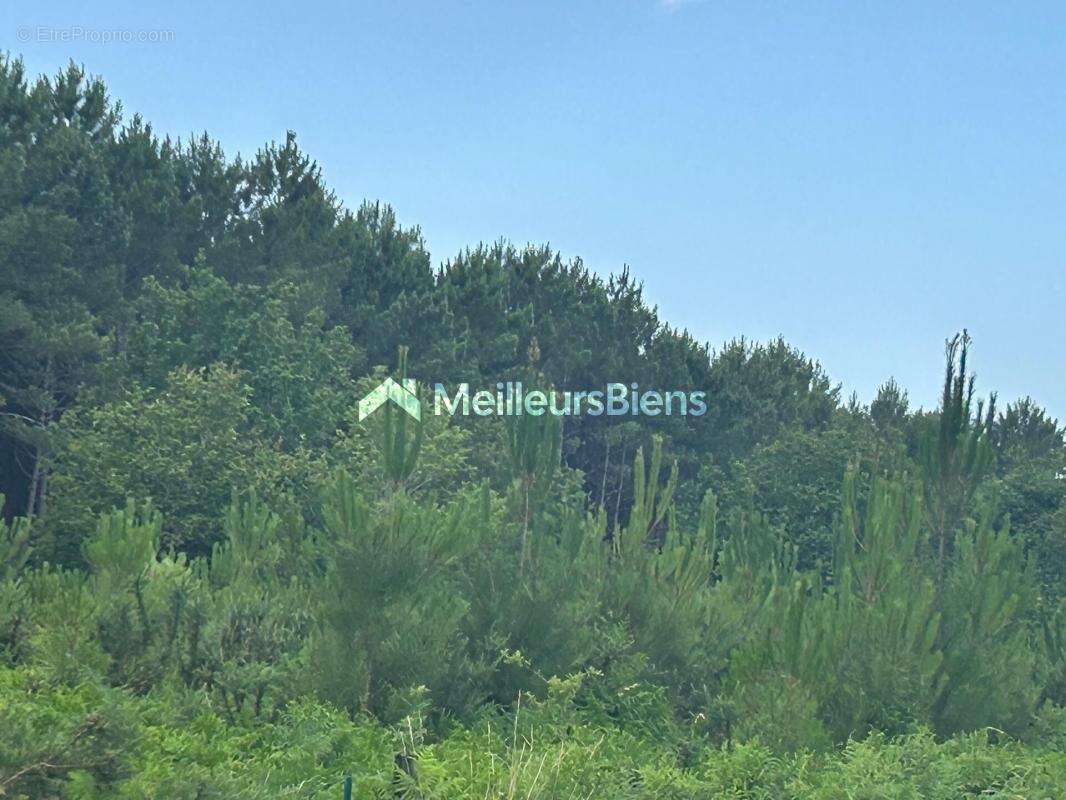 Maison à SAINTE-EULALIE-EN-BORN