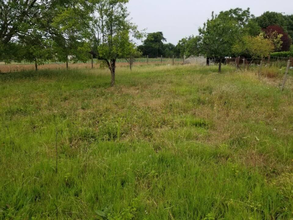 Terrain à JUILLAC-LE-COQ