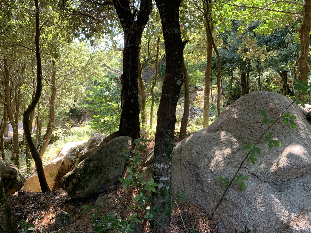 Terrain à PORTO-VECCHIO