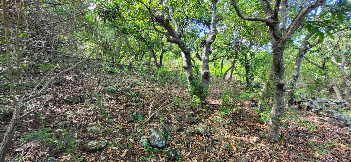 Terrain à SAINT-LEU