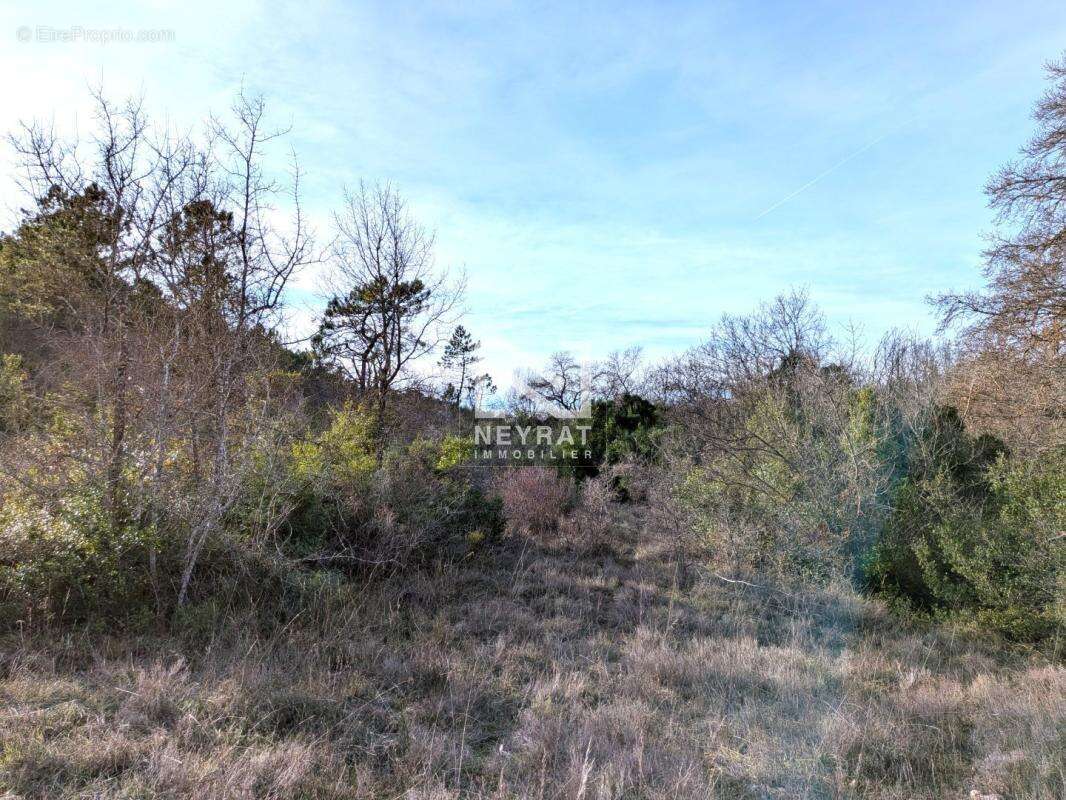 Terrain naturel de 5 hectares – Environnement calme et vue dégagée - photo 3