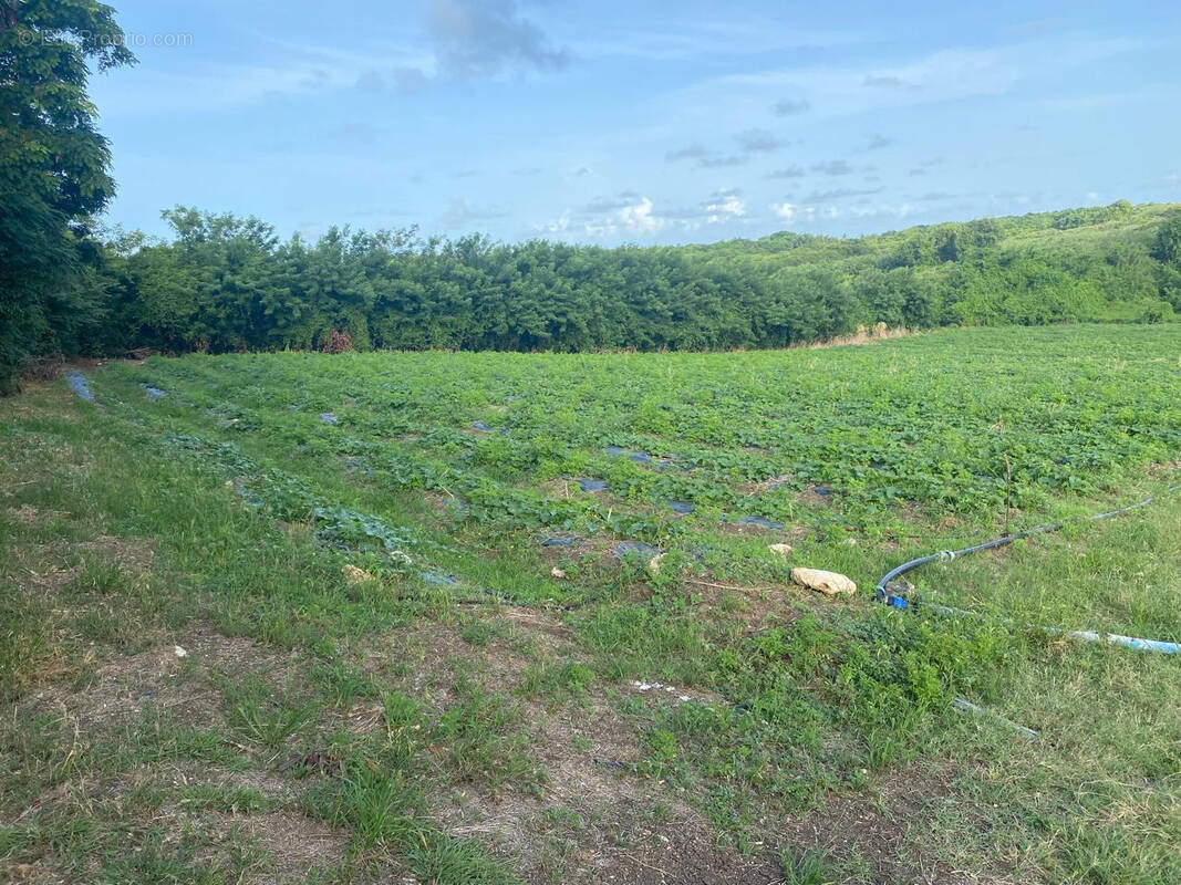 Terrain à LE VAUCLIN