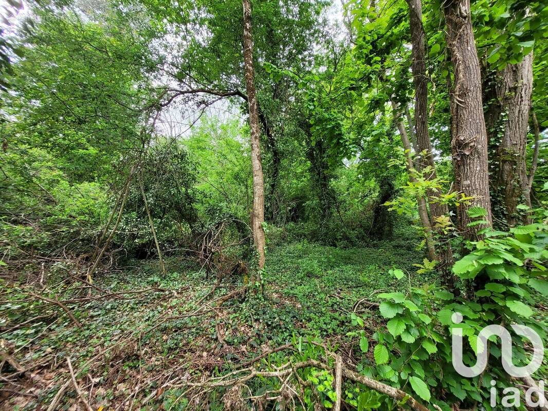 Photo 1 - Terrain à VILLENEUVE-SUR-BELLOT