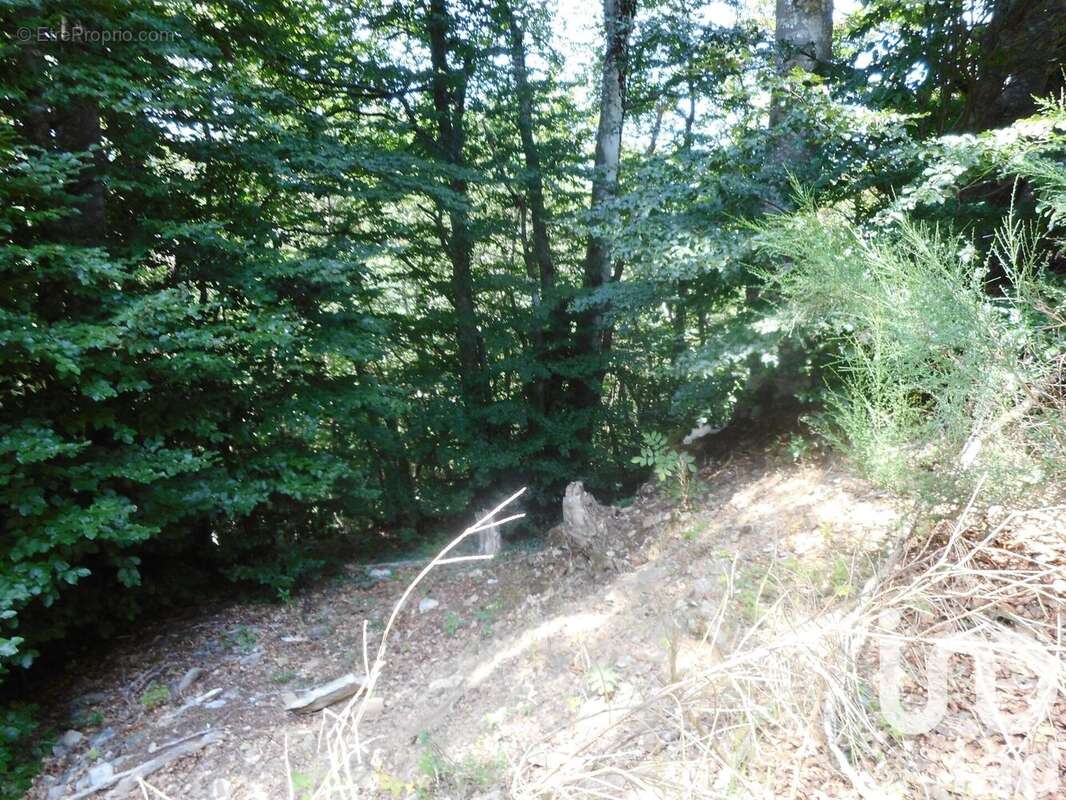 Photo 4 - Terrain à VERRERIES-DE-MOUSSANS