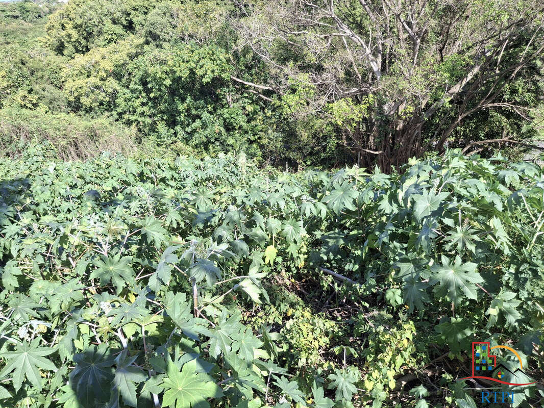 Terrain à SAINTE-ANNE
