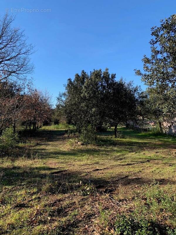 Terrain à VIOLES