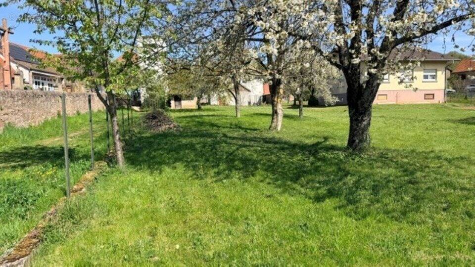 Terrain à OSENBACH