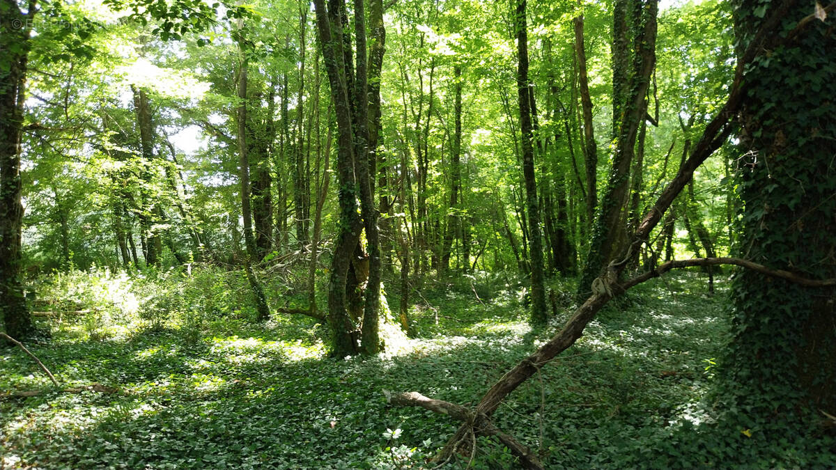 Terrain à DOUCHAPT