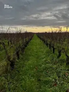 À VENDRE   3 ha 19 a 35 ca de vignes en Agriculture Biologique - photo 2