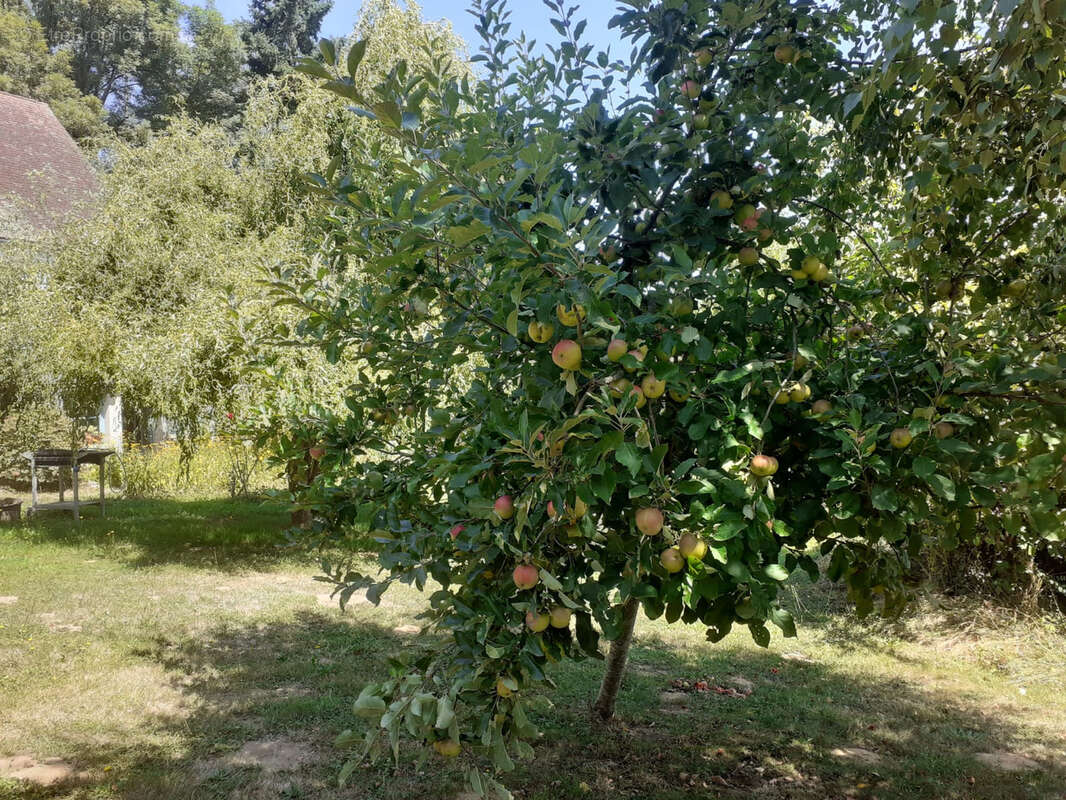 Maison de bourg rénovée avec grand jardin arboré - photo 15