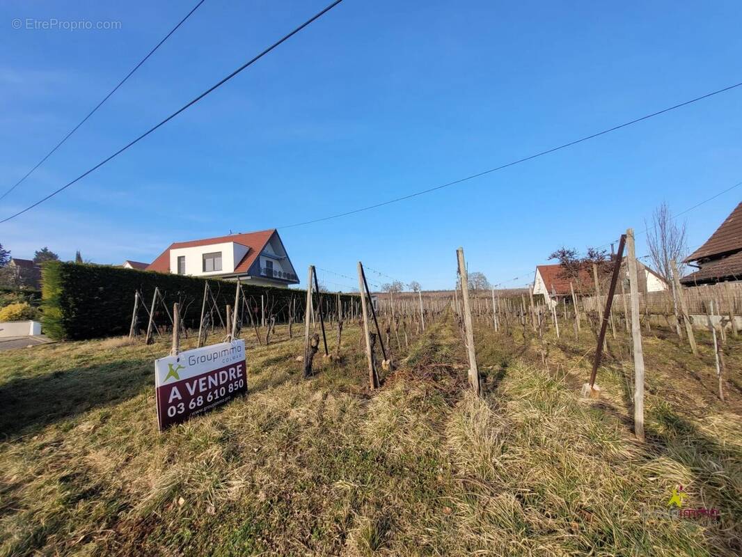 Terrain à OBERMORSCHWIHR
