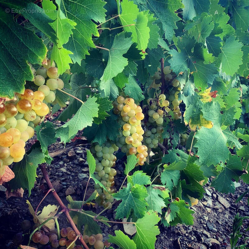 Maison à BANYULS-SUR-MER