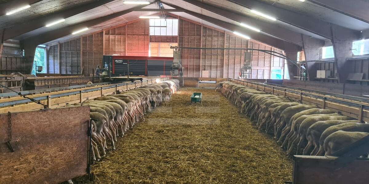Exploitation en ovin lait - agriculture biologique - Aveyron (12) - photo 8
