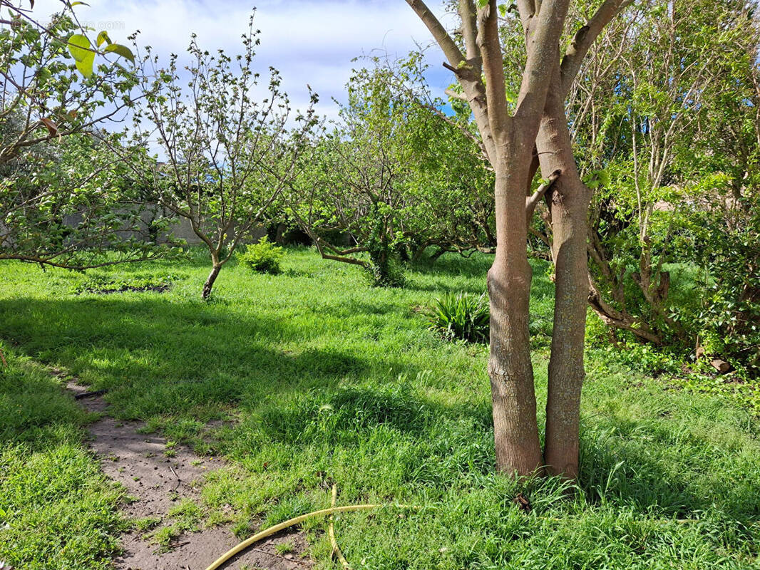 Terrain à ENTRAIGUES-SUR-LA-SORGUE