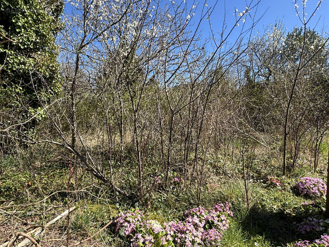 Terrain à bâtir de 650 m2 - proche centre de La Ferté Saint Aubin - photo 2