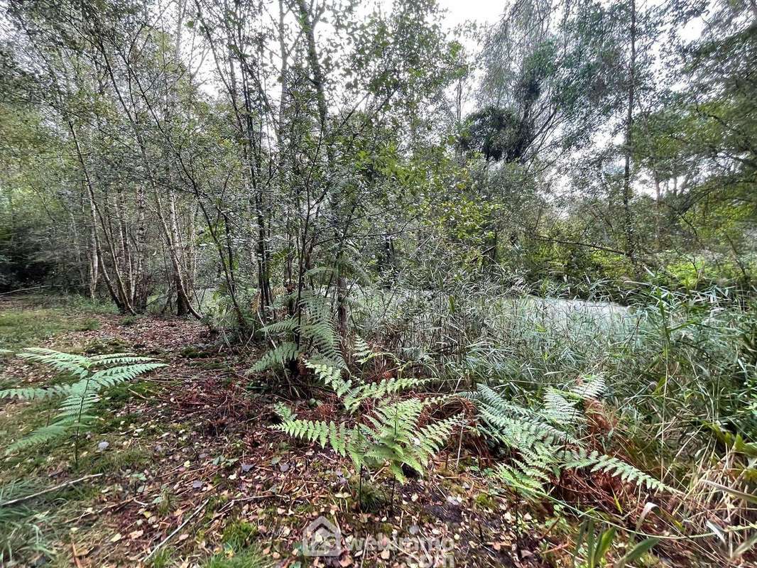 Magnifique terrain de loisirs boisé - Terrain à CHAILLEVOIS