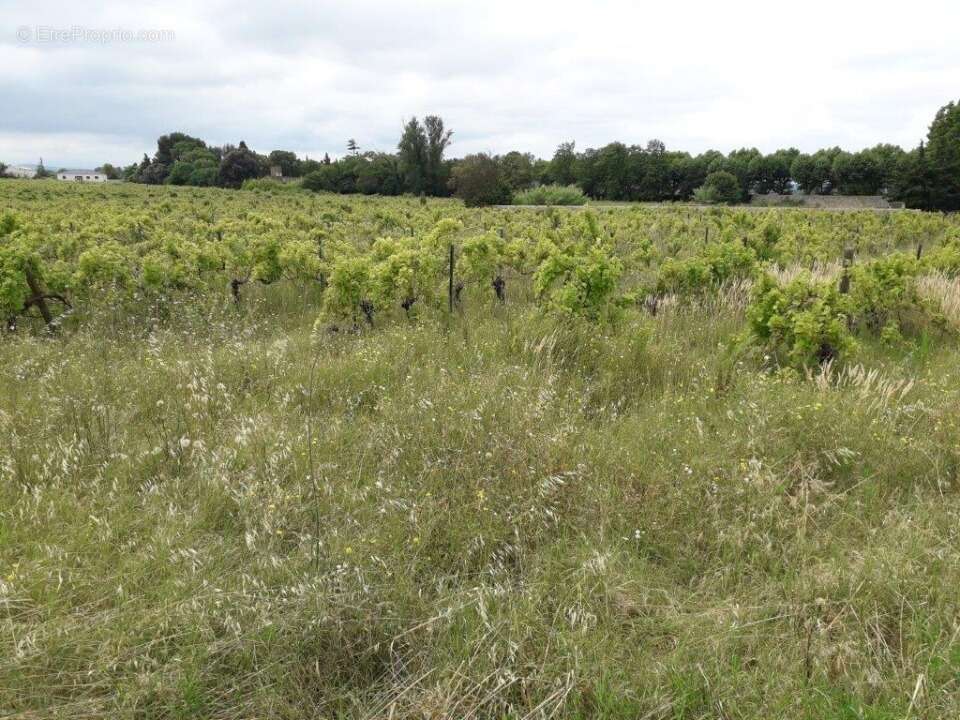 Terrain 503 m² à Bizanet  - photo 4