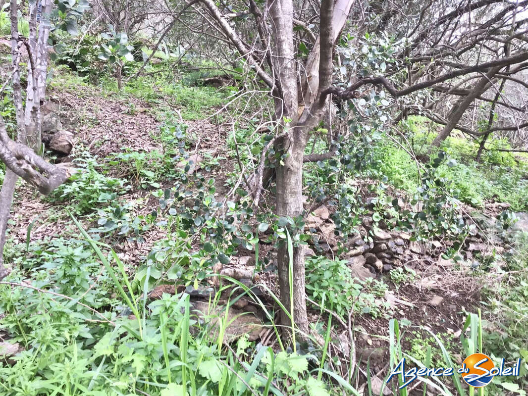 Terrain à BANYULS-SUR-MER