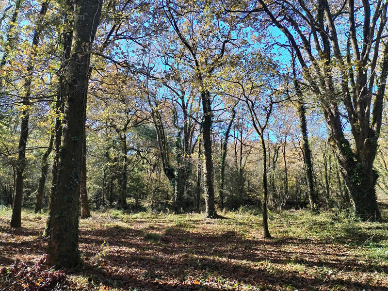 Terrain à AMOU