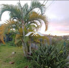 Terrain à LE TAMPON