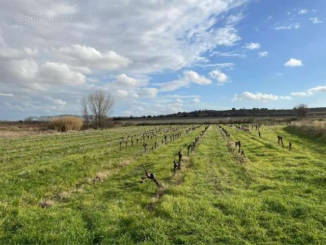 Terrain à POUZOLLES
