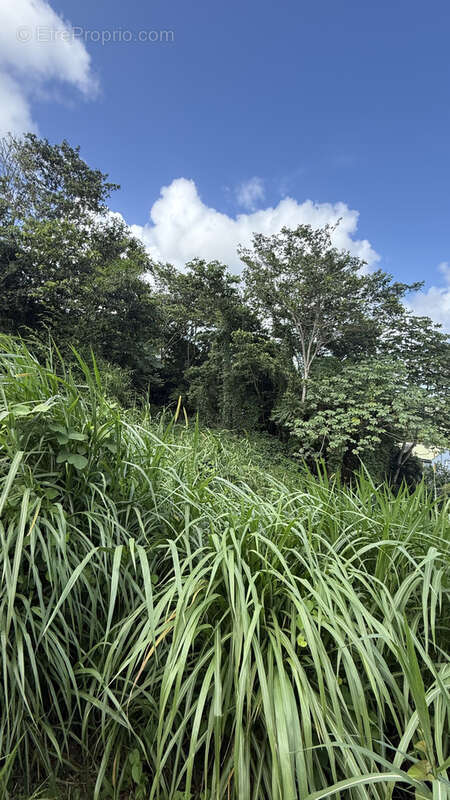 Terrain à SAINT-JOSEPH