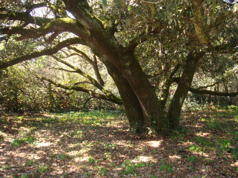 Maison à CARCASSONNE