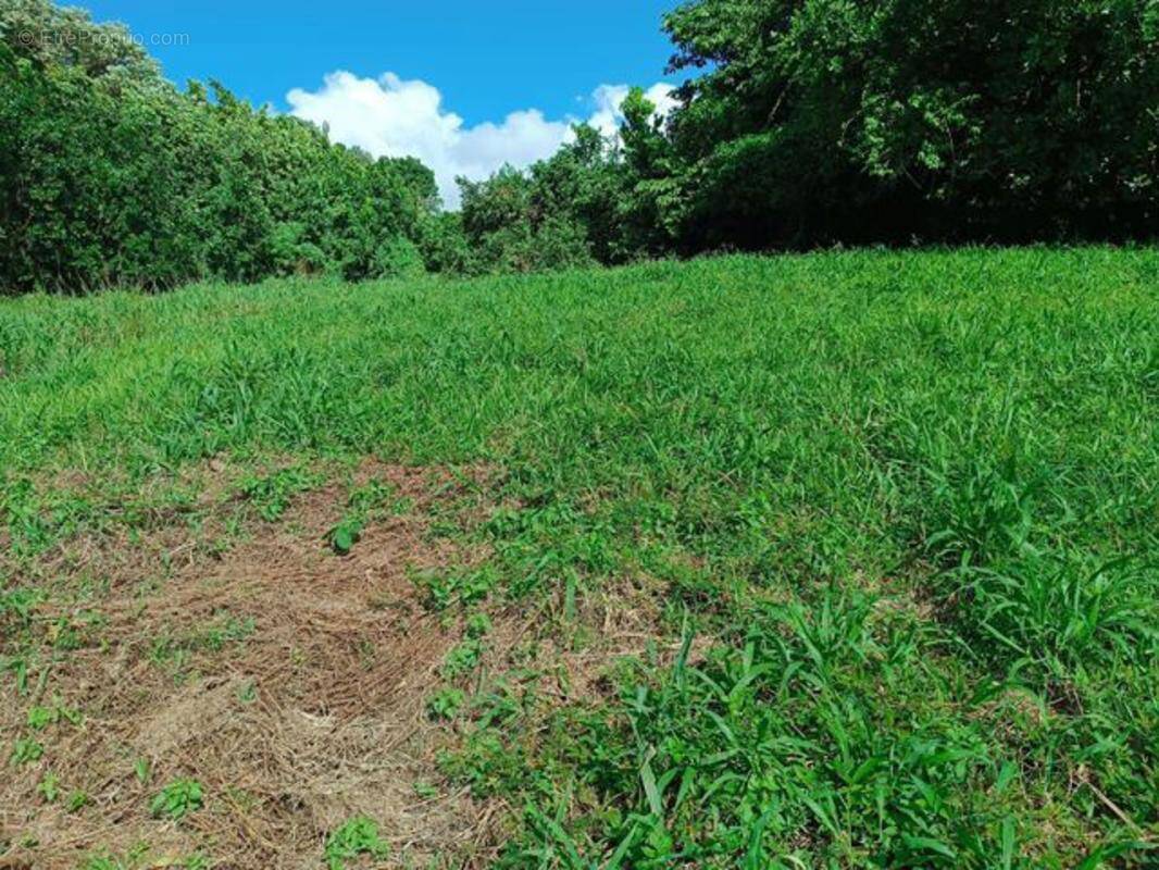 Terrain à LE MORNE-ROUGE