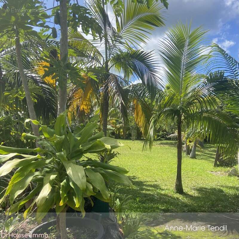 Terrain à LE TAMPON