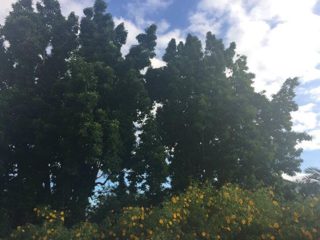 Terrain à LE TAMPON