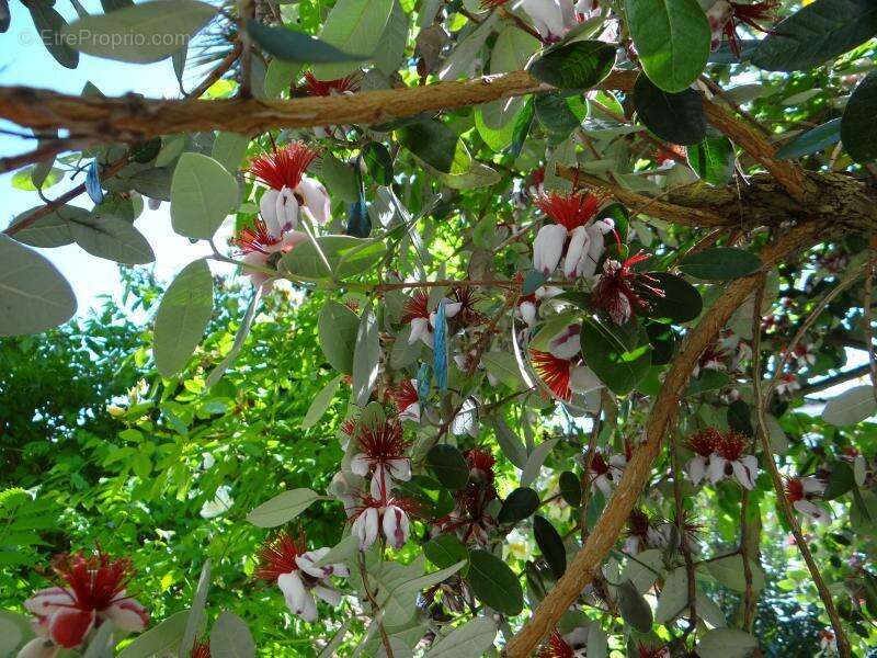 Maison à SAINT-TROJAN-LES-BAINS