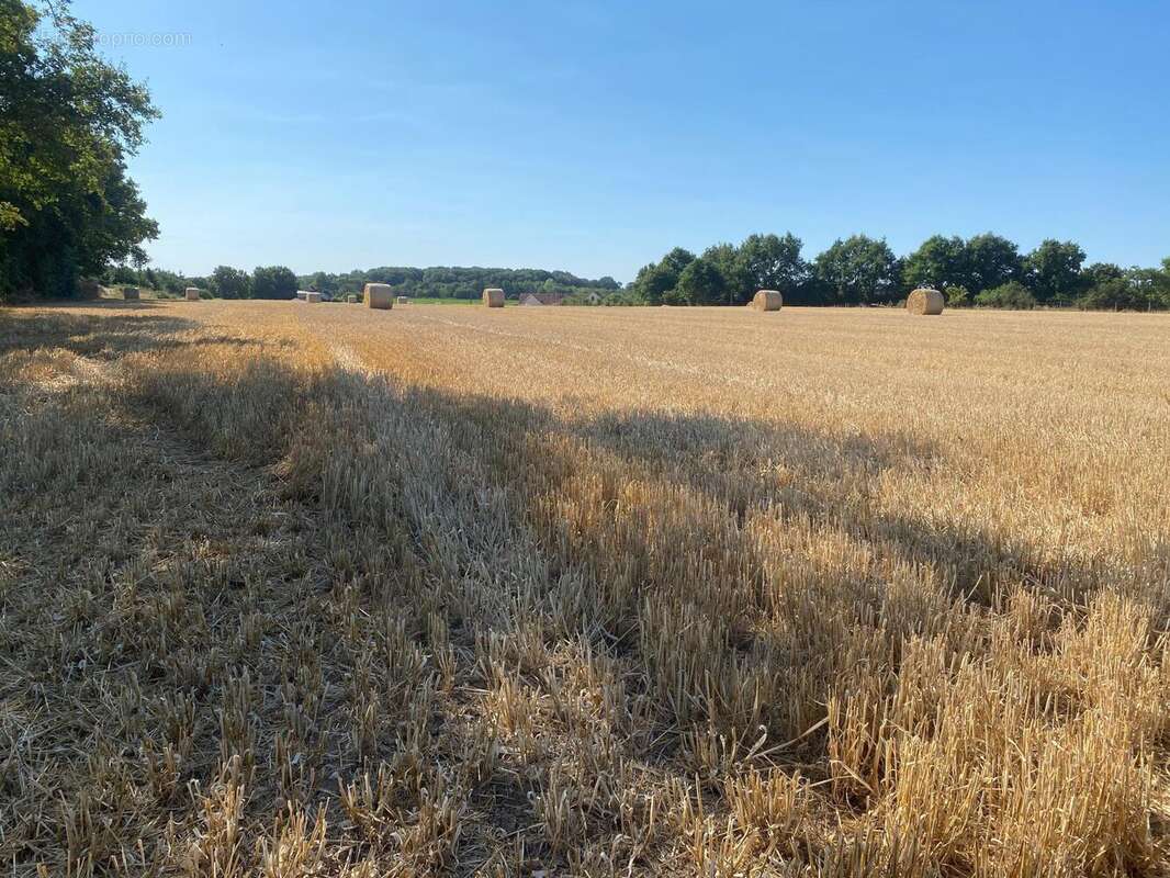 Terrain 90903 m² à Voivres-Les-Le-Mans  - photo 2