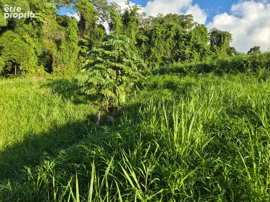 A Vendre : Terrain constructible de 604 m² environ à Ducos - photo 6