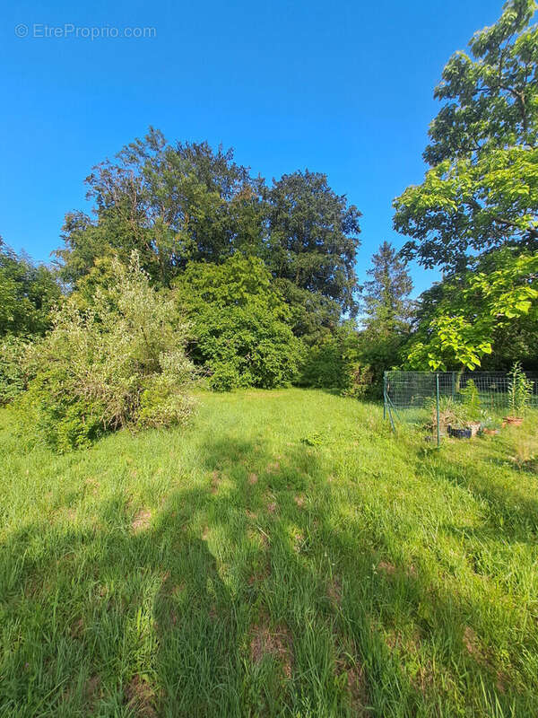 Terrain Vulaines Sur Seine 1349 m2 - photo 6