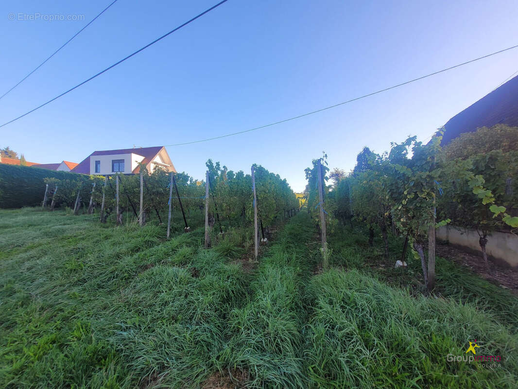 Terrain à OBERMORSCHWIHR