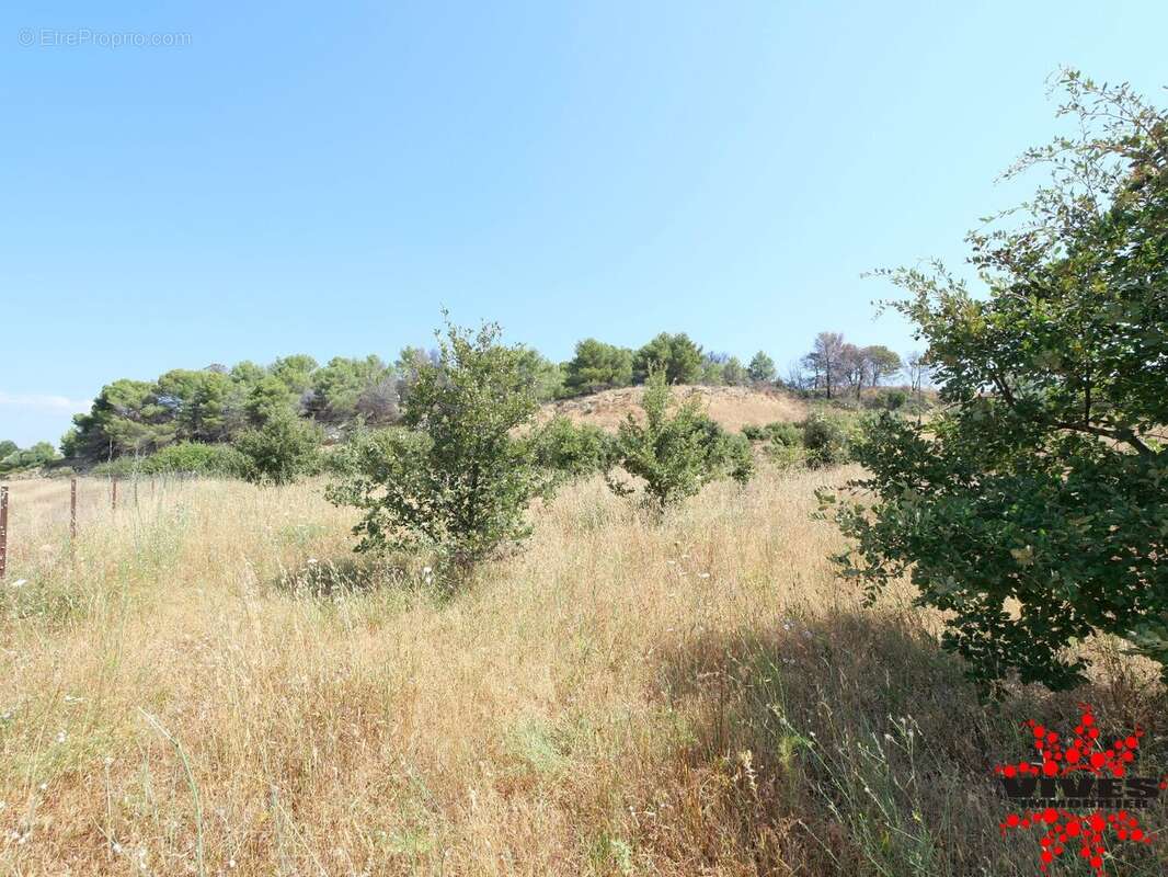 Exceptionnel : Truffière en production sur 2,2 hectares aux portes de Béziers - photo 5